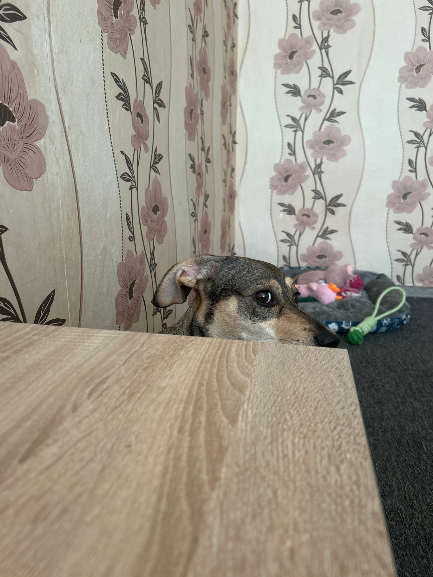 A dog peeks over a wooden surface with a patterned wallpaper background. The wallpaper features vertical stripes with pink floral motifs. In the background, a dog bed is visible with several small plush toys. The lighting suggests an indoor setting.