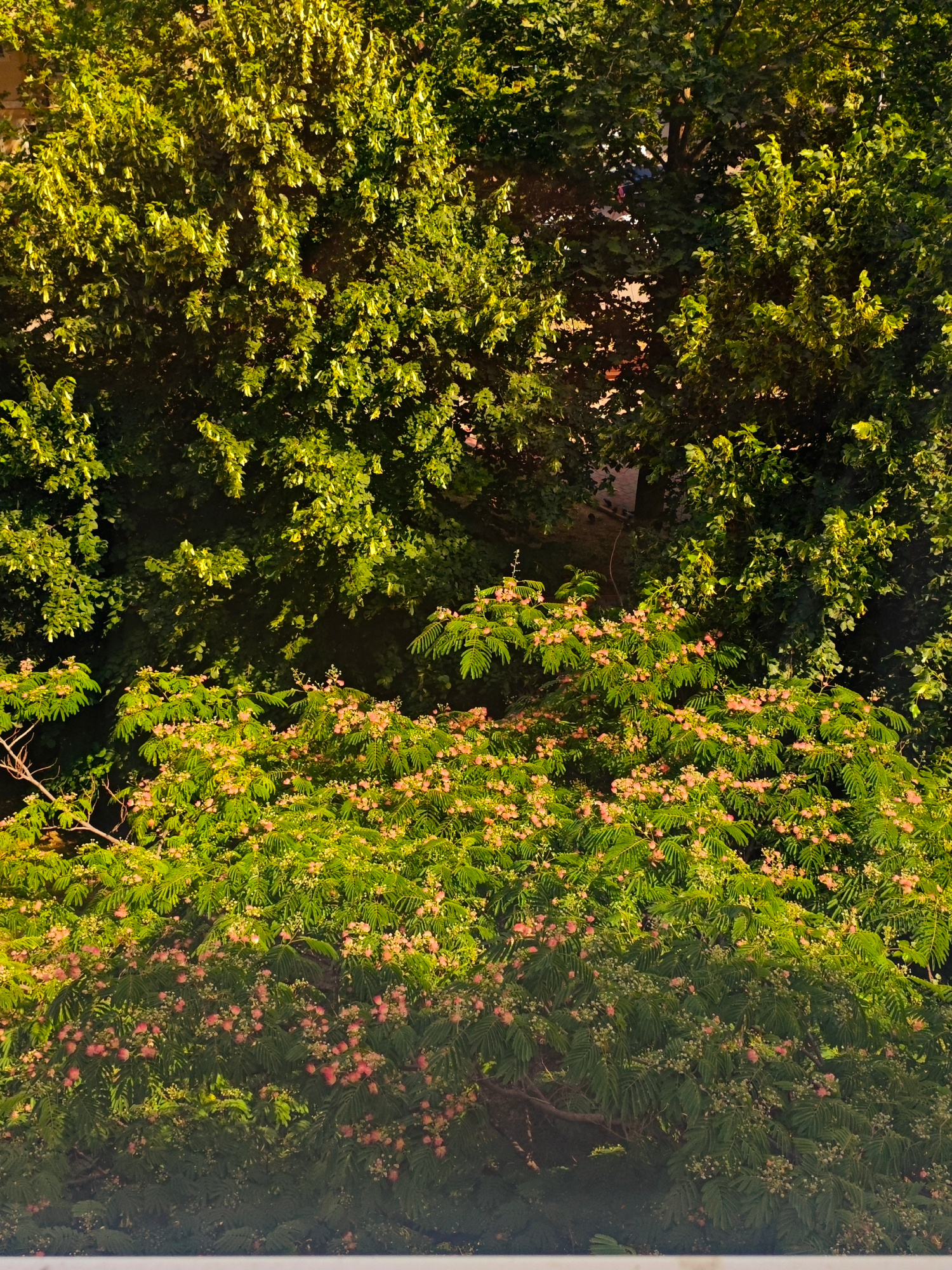 This is a vertical, high-angle shot of lush green foliage in Anapa, Russia. The foreground and midground are dominated by trees with dense green leaves. In the midground, a tree with small, pink, fluffy flowers is visible, creating a striking contrast with the surrounding greenery. The upper part of the image shows darker green leaves, suggesting larger trees or denser canopy. Sunlight filters through the leaves, creating patches of light and shadow. A white horizontal surface is visible at the very bottom of the frame, possibly a windowsill or balcony railing, indicating an urban setting. No people or specific animals are discernible in the image. The overall impression is one of abundant plant life in a sunny urban environment.