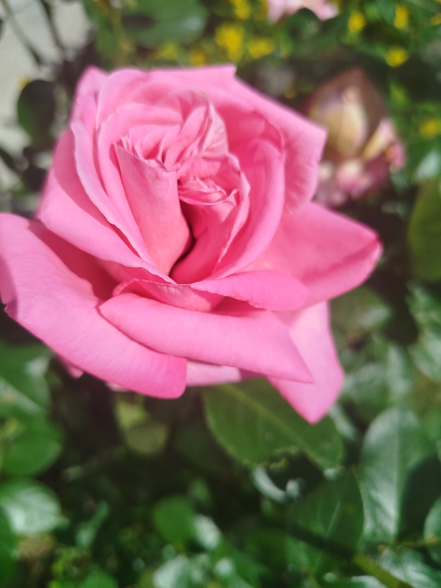This media file is a close-up, vertically oriented, slightly high-angle shot of a vibrant pink rose in bloom. The rose is the primary subject and is captured in sharp focus, displaying its delicate petals unfurling from the center. The lighting suggests it is daytime, with sunlight casting soft shadows on the petals, highlighting their texture and curves. The background is softly blurred, consisting of lush green foliage and hints of other flowers, including what appears to be a wilting, pale pink rose or bud further back. The overall impression is one of natural beauty and a tranquil garden setting. There are no people, text, or discernible event taking place. The location context provided is Chernihiv, Ukraine, but this information is not visually derivable from the image itself.