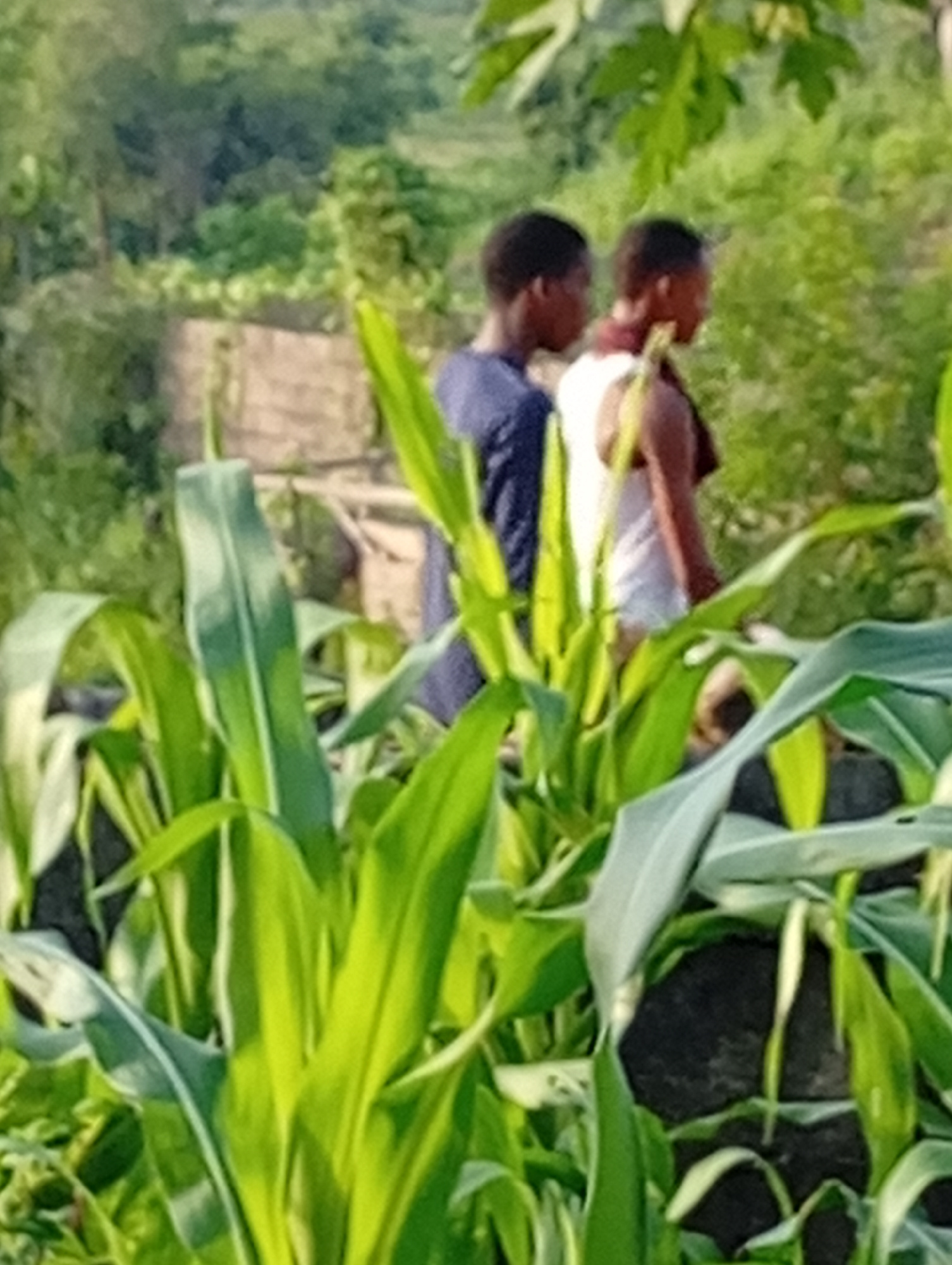Two individuals, likely males based on visible features, are positioned in the middle ground of the frame, walking through a vegetated area. The person on the left is wearing a dark blue shirt, while the person on the right wears a white shirt with a maroon trim. The foreground is dominated by lush green corn stalks, obscuring the lower half of the scene. In the background, dense green foliage and trees create a natural, rural environment. The overall setting suggests an outdoor agricultural or natural landscape within Adankolo, Nigeria.