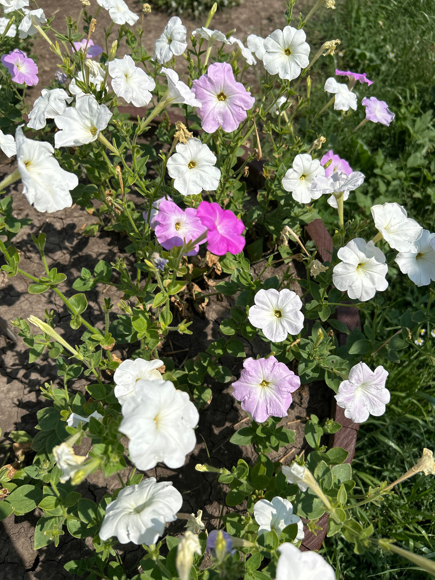 The image shows a close-up view of a cluster of petunia flowers in various shades of white and pink, growing in a garden bed with dark soil and green foliage. The flowers are in bloom, with some showing fully opened petals and others in bud. The scene appears to be outdoors, with natural sunlight casting shadows on the ground. The setting is consistent with a garden or park environment. There are no people or animals visible in the image. The overall impression is of a vibrant and colorful display of flowers. The location is identified as Copceac, Moldova, suggesting a rural or suburban setting within this region.