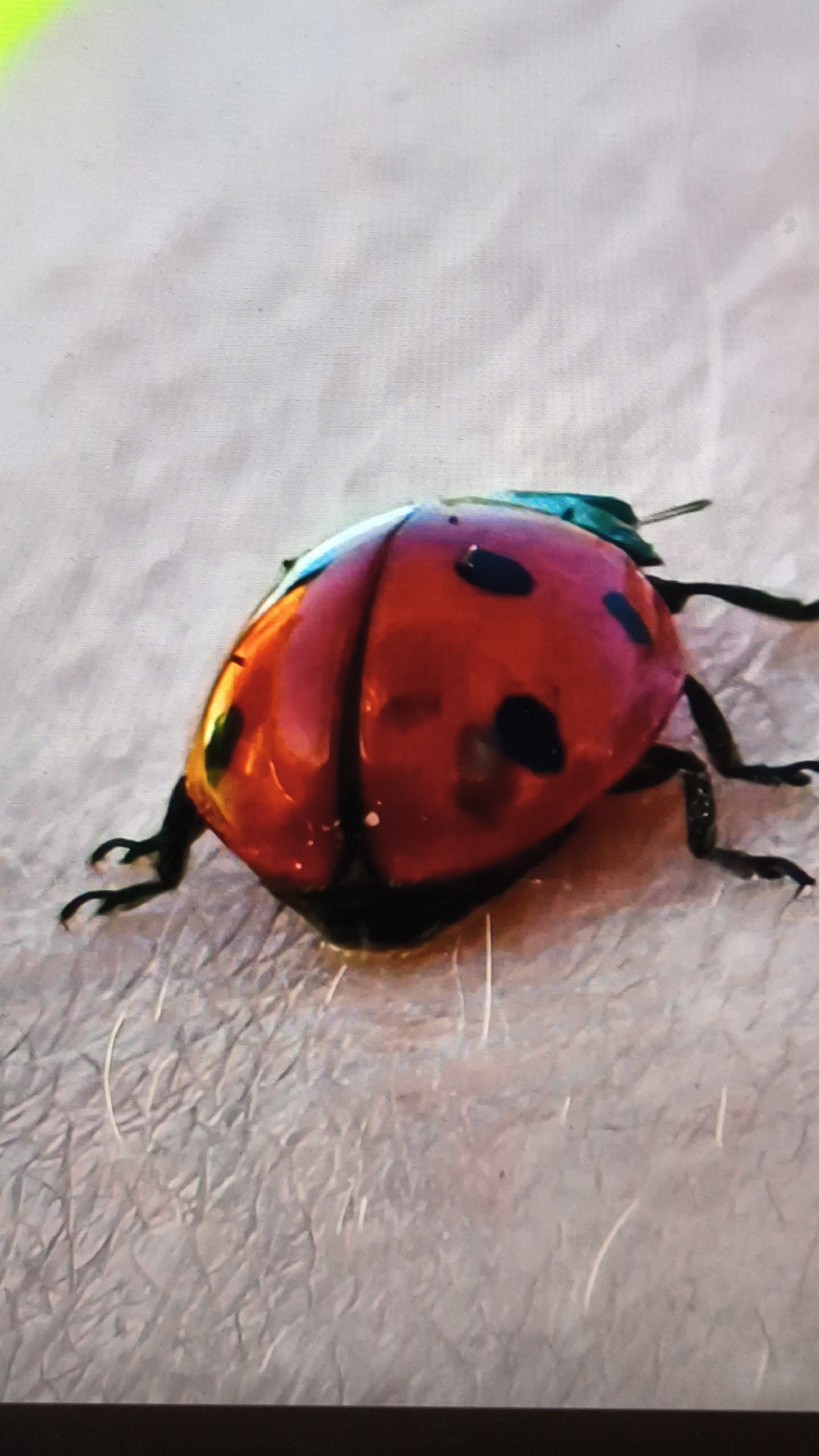 A close-up, vertical, medium shot captures a vibrant red ladybug with black spots on a textured, light-colored surface. The ladybug is positioned in the lower half of the frame, facing left. Its glossy shell reflects light, highlighting its rounded form. Six black legs are visible, with the front two on the left side delicately splayed out. The background is a mottled, pale gray surface, possibly skin or fabric, with fine, visible textures and sparse, light-colored strands. The lighting is direct and highlights the ladybug's features. The image does not contain any elements that suggest a location in Kovrov, Russia, or any specific urban environment.