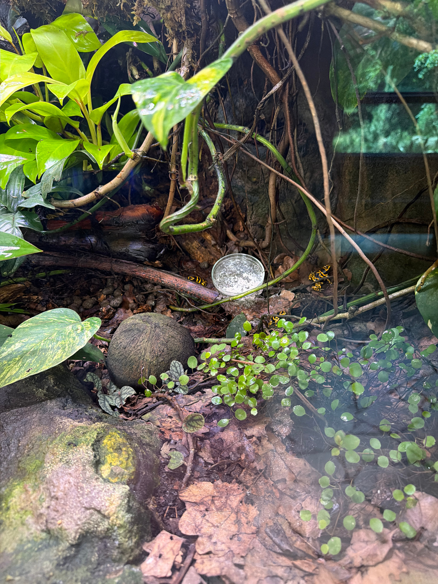 This image depicts a terrarium containing several small, brightly colored poison dart frogs. The frogs, predominantly yellow and black, are scattered throughout the scene. In the foreground, a large, dark, spherical object, possibly a coconut, rests on the earthy substrate. Lush green foliage, including broad leaves and smaller, delicate plants, fills the environment, interspersed with branches, roots, and dried leaves. A clear, circular container, likely a water dish, is visible towards the upper right of the image. The overall impression is one of a humid, dense, and naturalistic habitat, possibly a zoo exhibit.