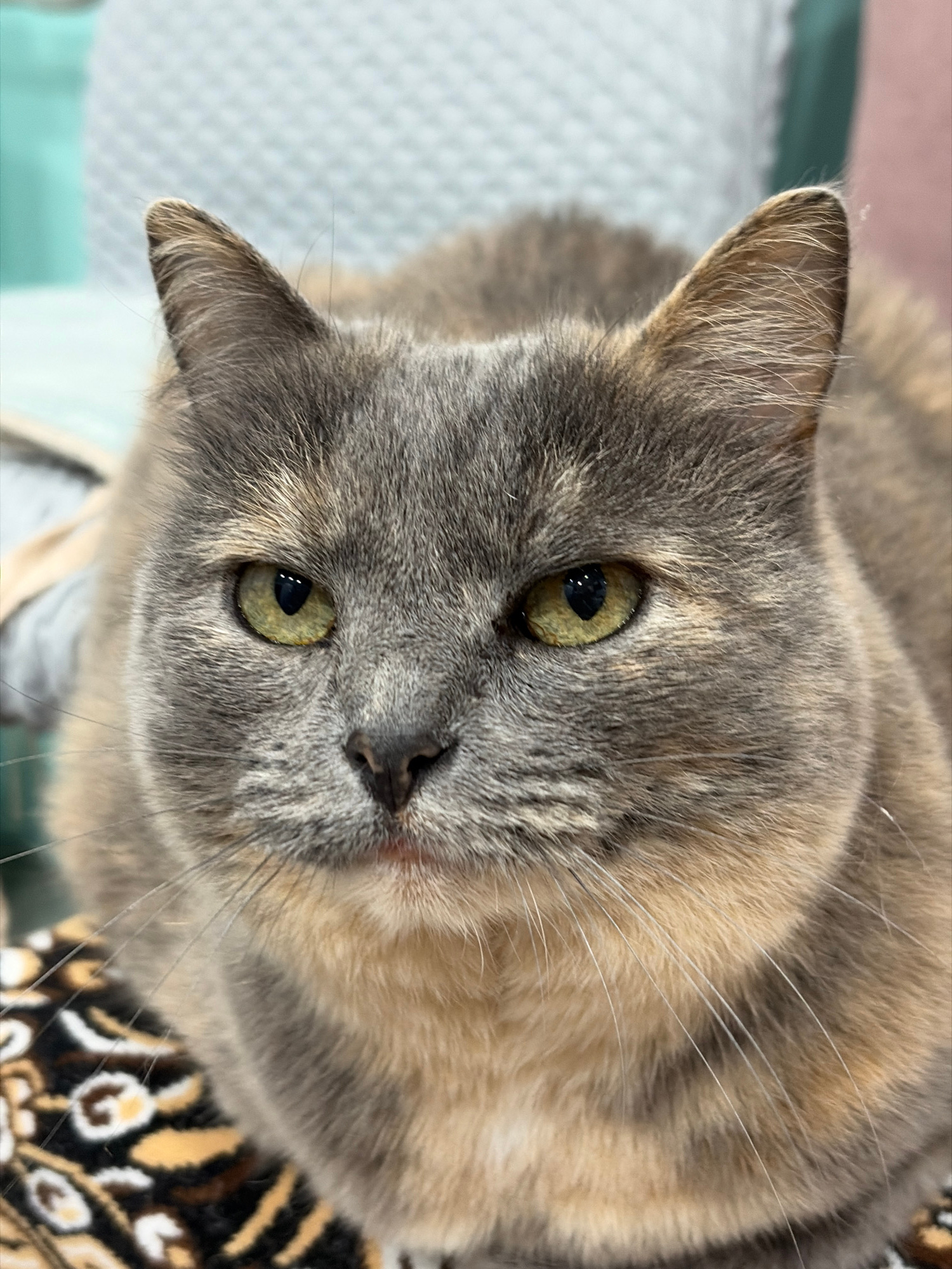 A close-up, head-on, eye-level shot shows a tortoiseshell cat sitting on a patterned blanket. The cat has green eyes, a black nose, and a dilute tortoiseshell coat with patches of grey, tan, and orange. Its ears are pointed and alert. The background is softly blurred, showing hints of a light blue and pink upholstered piece of furniture. The cat's fur is soft and appears well-groomed. The lighting is diffused and even, creating a gentle mood.