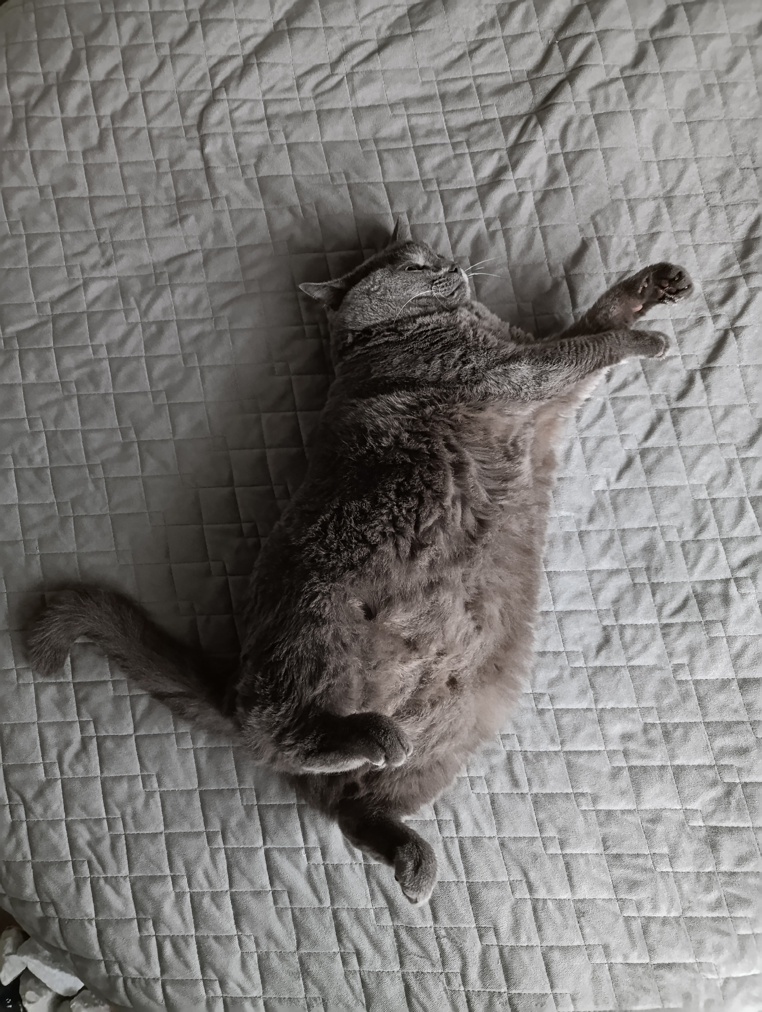 A grey cat is lying on its back on a quilted grey surface, possibly a bed or sofa. The cat is relaxed, with its eyes closed and its paws extended. The background is a quilted grey fabric with a diamond pattern. The lighting suggests it is daytime. There are no people or other animals visible in the image. The location is not specified in the image.
