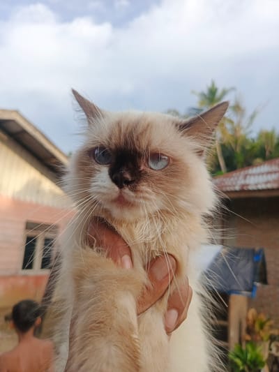 In Lhokseumawe, Indonesia, a person's hand gently holds a fluffy Himalayan cat with striking blue eyes. The cat's fur is a mix of white and light brown, with distinct darker points on its ears and face. The background reveals a typical Indonesian residential setting with houses, palm trees, and a cloudy sky. The sun is shining, casting a soft light on the scene. The image appears to have been taken outdoors, possibly in a village or suburban area.