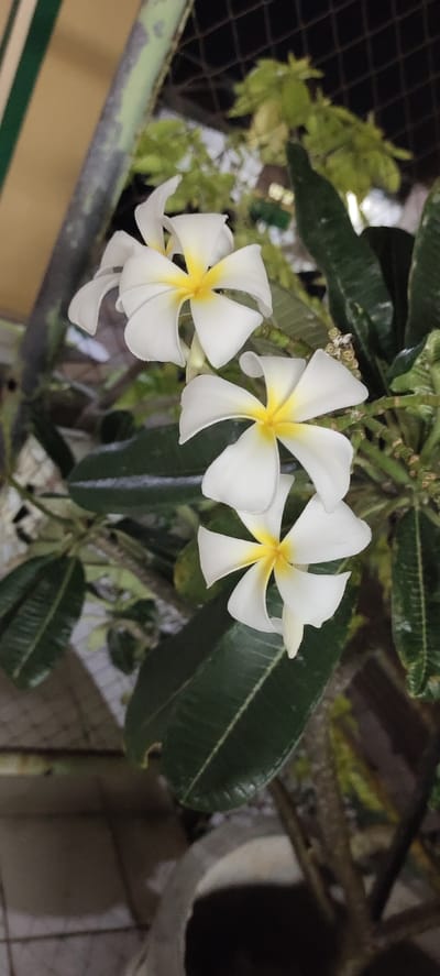 In Lhokseumawe, Indonesia, a close-up shot showcases a cluster of white Plumeria flowers, also known as Frangipani, with yellow centers. The flowers are arranged vertically on a branch, with a few dark green leaves also visible. The background is a blur of green foliage and a dark, possibly metallic, fence. The lighting suggests it might be evening or a dimly lit area. There are no people or discernible actions in the image. The scene appears to be an outdoor setting, potentially a garden or yard.