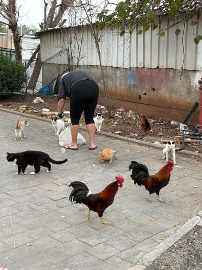 The image depicts an outdoor urban scene in Tel Aviv-Yafo, Israel, centered around an individual feeding animals. A person, viewed from behind, wears a dark patterned short-sleeved top, black capri leggings, dark gloves, and flip-flops, bending forward over a paved sidewalk. Near their feet are a clear plastic bag, possibly containing food, and a white disposable cup.
Surrounding the individual are multiple animals:
* Six cats are visible: one black cat with white paws walking on the sidewalk, one orange tabby cat crouched near the person, one light orange cat to the left, and three black-and-white cats (two facing the person, one further back in the dirt patch).
* Three roosters are present: two in the foreground on the paved sidewalk, displaying dark plumage with reddish-brown bodies and prominent red combs, and one further back in the dirt patch.
The immediate environment consists of a grey tiled sidewalk bordering a dirt strip filled with scattered refuse, including plastic bags, paper, and debris. Beyond the dirt strip is a building or structure with a corrugated metal upper section and a concrete base, exhibiting graffiti in blue and red. Bare-branched trees and some green foliage are visible behind the structure, and a red fire hydrant stands to the far right. The overall sky appears overcast. The animals are clustered near the person, suggesting an interaction involving feeding.