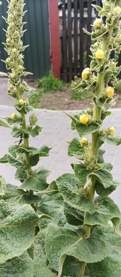 Two tall, fuzzy green stalks with small yellow flowers are the primary subjects in this close-up outdoor shot. The stalk on the right is more fully developed with numerous yellow blossoms, while the stalk on the left has fewer flowers and is in an earlier stage of blooming. A small insect, possibly a wasp, is visible on the lower left stalk. The plants appear to be growing along a paved walkway, indicated by grey rectangular pavers in the background. Behind the walkway, a wooden fence with vertical slats is visible, and further in the background, a green structure, possibly a building or fence, and some greenery are present. The overall setting suggests a garden or park area in the city of Smila, Ukraine. The image is taken from a low angle, looking up at the plants.