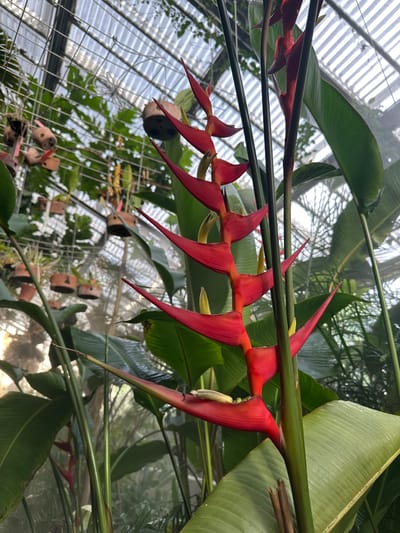 The image shows a Heliconia plant with vibrant red bracts, likely in a greenhouse setting. Large green leaves surround the flower. The structure behind the plant appears to be a glass-enclosed structure with metal support beams. The location is likely the Real Jardín Botánico in Madrid, Spain, known for its diverse plant collection. In the background there are some plants in pots hanging from the greenhouse's metal support beams.