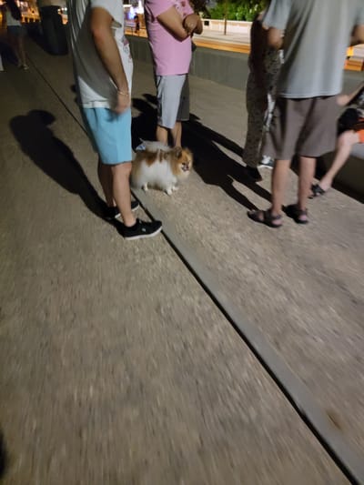 The image shows a group of people walking on a paved pathway. In the foreground, a person wearing a white t-shirt and light blue shorts is walking with a small, fluffy, tan and white dog on a leash. The dog is looking towards the right side of the frame. To the left of this person, another person is partially visible wearing a white t-shirt. Behind them, a person in a pink t-shirt and grey shorts is walking. Further back, another person in a grey t-shirt and dark shorts is visible. The pathway appears to be made of textured concrete or asphalt, with a raised darker line running diagonally across the image. In the background, there are glimpses of buildings and vegetation, suggesting an outdoor urban environment. This scene is consistent with a location along the Quarteira promenade, a popular area in Quarteira, Portugal, known for its pedestrian walkways and proximity to the beach. The lighting suggests it is either dusk or early evening.
