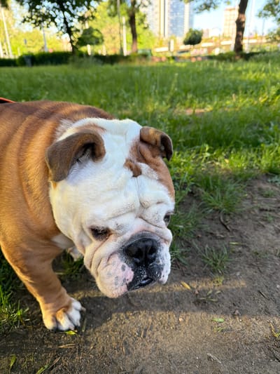 An English Bulldog lies on a patch of grass and dirt. The dog has a white and brown coat and a wrinkled face. The background shows a park with green grass and trees. A blurred building is visible. The location is likely in Sofia, Bulgaria.