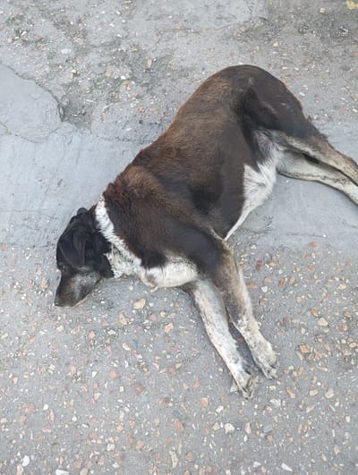 A medium-sized dog with dark brown and white fur lies on its side on a gray, pebbled asphalt surface. The dog's head is to the left, facing downwards, with its eyes closed. Its front legs are extended forward and slightly bent, while its hind legs are also extended backward. A white stripe of fur runs across the dog's chest and down its sides. The asphalt shows some cracks and is interspersed with small, multi-colored pebbles. The background is the same pebbled asphalt surface. The image appears to be taken from a slightly elevated angle, looking down at the dog. The location is identified as the city of Sevastopol, Ukraine.