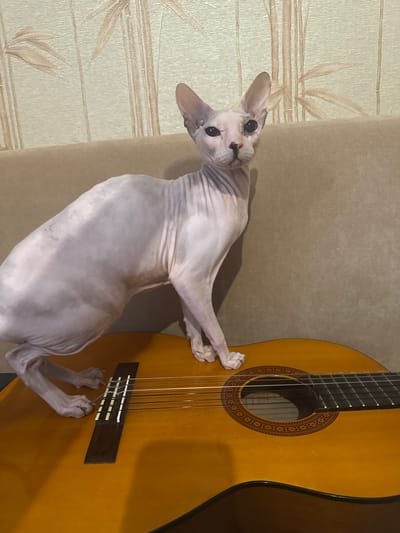 A hairless cat with a light pink body and dark markings on its face and ears is sitting on a wooden acoustic guitar. The cat is positioned on its hind legs with its front paws resting on the guitar's fretboard, appearing to be interacting with the strings. The guitar has a natural wood finish and a soundhole with decorative inlay. The background consists of a beige sofa and textured wallpaper with a bamboo-like pattern. The lighting appears to be indoor, possibly from a flash, casting a shadow of the cat on the background. The scene is indoors, in a domestic setting. There is no information provided regarding the location in Togliatti, Russia.