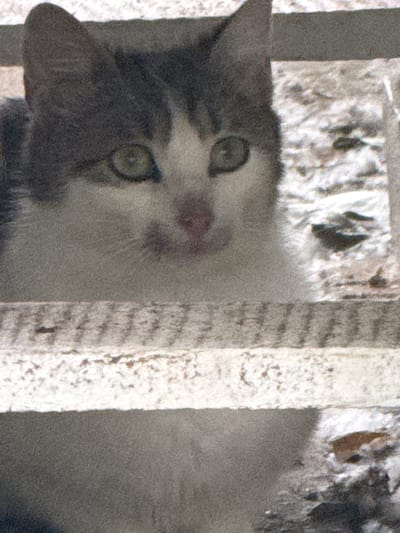 This is a close-up, slightly grainy photograph of a cat's face, positioned within what appears to be a structure made of rough, textured material. The cat is peeking through a gap, its head tilted slightly to its left.
The cat has distinct features visible: one eye is clearly open and looks towards the viewer, with a dark pupil surrounded by a green iris. The other eye is mostly obscured by its face. Its nose is dark, and a patch of pink is visible on its snout, possibly its tongue or a wet nose. The cat has grey and white fur. Its ears are pointed and grey on the outside, with lighter fur inside. The left side of the cat's face, including its cheek and ear, is a darker grey, contrasting with the lighter grey and white fur on its forehead and around its eyes.
The background is composed of light-colored, rough, textured surfaces, possibly wood or concrete, with some darker, out-of-focus areas that could be shadows or other objects. The overall impression is of an outdoor or semi-outdoor setting, possibly an animal shelter, a barn, or a similar structure. The lighting is somewhat diffused, suggesting it might be daytime, but the exact time of day is not discernible. There are no discernible weather cues. The image does not contain any visible text. The cat's expression is neutral, or perhaps curious, as it observes its surroundings or the camera.