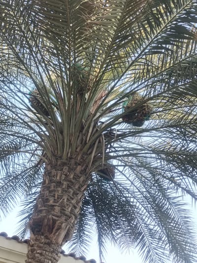 A close-up, low-angle shot captures the trunk and fronds of a date palm tree under a clear sky. The rough, fibrous trunk is visible at the bottom, with a tiled roofline of a building peeking out from the lower left corner. Multiple clusters of dates, encased in protective netting, hang from the fronds, with the fruits appearing small and clustered. The date palm is likely located in a residential or public area of Dubai, United Arab Emirates, given the presence of date palms and modern architecture. The scene is static and depicts the natural growth of the tree with the added element of agricultural intervention for fruit protection.