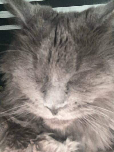 A close-up, blurred photograph shows the face of a grey cat with its eyes closed. The cat's fur is long and appears soft. The background is out of focus and shows horizontal black and white stripes. The image does not contain any identifiable landmarks or features that would indicate its location in Gölbaşı, Turkey.