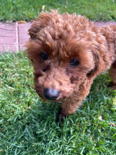 A close-up, high-angle shot features a small, fluffy, brown dog, likely a poodle or doodle, looking directly upwards at the viewer with an inquisitive and gentle expression. The dog's dark, soulful eyes are prominent, contrasting with its reddish-brown, curly fur. Its wet black nose is also clearly visible in the foreground. The dog's head is tilted slightly.

The dog is positioned outdoors on vibrant green grass, which shows glistening moisture, possibly from dew or recent watering. The grass occupies the right and lower portions of the frame, appearing somewhat blurred due to shallow depth of field. Along the left side of the image, and further in the background, a blurred reddish-brown paved path or brick border is visible.

The scene is brightly lit, indicating daytime. The overall mood conveyed by the dog's gaze is one of curiosity and engagement. No visible text is present in the image. The location context for this outdoor scene is Sofia, Bulgaria.
