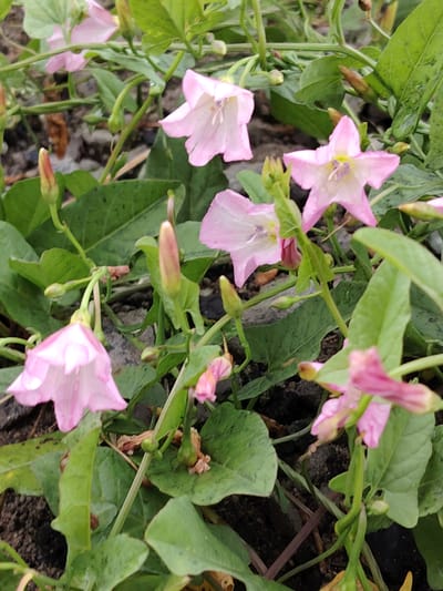 This media file shows a close-up view of several pink bindweed flowers and their green leaves, growing amidst dark soil and possibly some rocks or gravel. The flowers are in various stages of bloom, with some fully open and others still in bud. The open flowers have a trumpet-like shape with delicate, ruffled petals, and a lighter center. The leaves are heart-shaped and a vibrant green, with some showing signs of water droplets, suggesting recent rain or dew. The overall scene is one of natural growth and the beauty of small, wild flowers. The lighting appears to be natural, likely daytime, and there are no visible people or text. The context provided suggests the location is Balashikha, Russia, implying an outdoor, possibly garden or natural setting. The weather appears to be humid or wet due to the water droplets on the leaves.