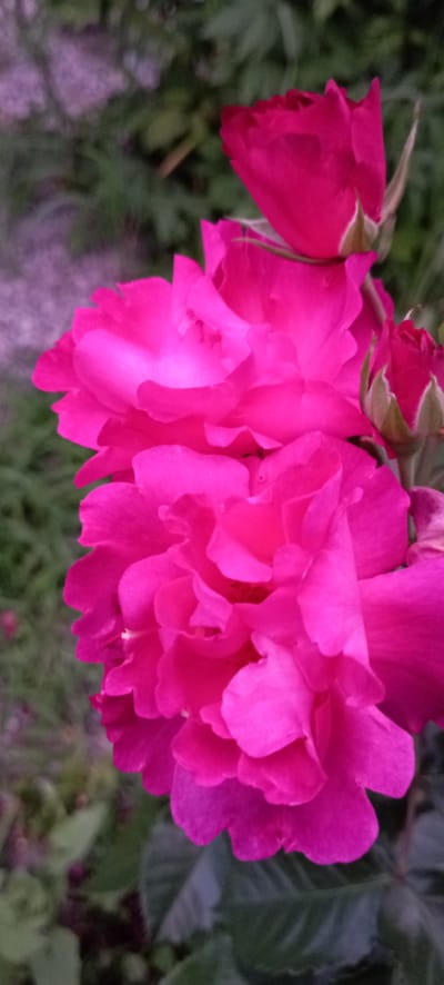 The image features a close-up view of two vibrant pink rose blossoms in a garden setting, likely in Radisne, Ukraine. The roses are in full bloom, with their delicate petals unfurling to reveal their intricate layers. The lighting suggests it could be daytime, possibly late afternoon or early evening, given the slightly subdued tones. The background is softly blurred, showing hints of green foliage and the textured ground, characteristic of a natural outdoor environment. There is no text visible in the image. The focus is entirely on the natural beauty and color of the flowers.