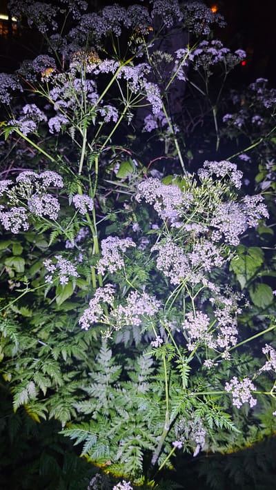 This image depicts a close-up view of tall flowering plants with delicate white or pale purple umbels of flowers, set against a dark background of lush green foliage. The plants appear to be growing outdoors, possibly in a wild or overgrown area. The lighting suggests it is nighttime, with artificial light casting subtle illumination on the flowers and leaves, creating highlights and shadows. The leaves are deeply lobed and fern-like. There are no people or animals visible in the image. The overall impression is one of natural beauty captured in low light conditions. The location in Yekaterinburg, Russia, is not visually evident from the image itself, as there are no urban landmarks or specific environmental features that would indicate this locale.