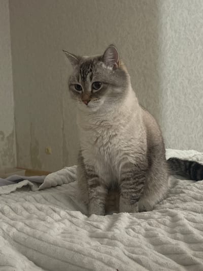 A light-colored cat with tabby markings and blue eyes sits on a textured, off-white blanket. The cat is facing to the left of the frame with its head tilted down. The background consists of a wall with a textured wallpaper pattern. The scene appears to be indoors, likely in a residential setting within Votkinsk, Russia. There are no other discernible subjects or objects in the image.