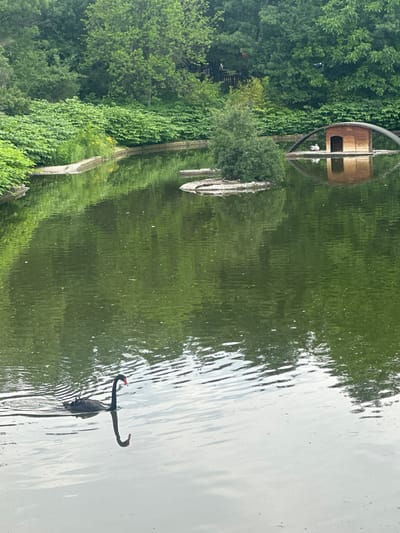 A black swan with a red beak swims in a pond in a park. The swan is in the foreground on the left side of the image. The water is green and reflects the surrounding trees. In the background, there is a small wooden house on a platform in the pond, with two white birds near it. The park appears to be lush and green, with dense foliage and trees. The image was taken in Sofia, Bulgaria, specifically at the Sofia Zoo.