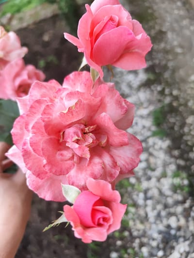 A close-up, eye-level shot captures a cluster of blooming pink roses. The largest rose, positioned centrally, displays multiple layers of petals, tinged with white and red streaks, and shows signs of wilting at the edges. Above it, a smaller, tightly closed rose bud and another partially opened bloom are visible. Below, a small, vibrant pink rose bud is in focus, with a few green leaves and a sepia-toned human hand gently supporting the stem. The background is a softly blurred mix of dark soil and grey gravel, with hints of green foliage. The setting is an outdoor environment, possibly a garden, in the city of Beglaya, Russia.