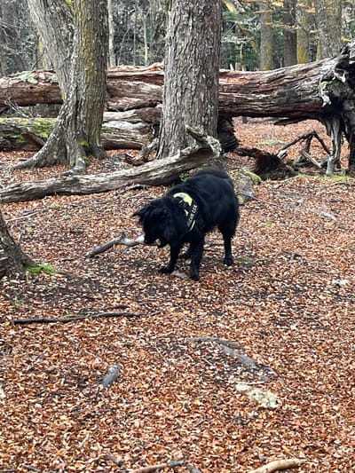 The image depicts a black dog with a yellow vest reading "RESCATE C.C.E." holding a stick in its mouth. The dog is standing on a ground covered in brown leaves, next to trees. The location is in a wooded area, possibly near Ushuaia, Argentina.