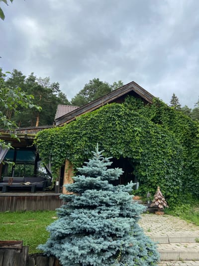 The image depicts a house partially covered in lush green ivy, with a blue spruce tree in the foreground. The house has a wooden exterior and a tiled roof. To the left of the house, there is a covered porch with outdoor furniture, including a sofa and a coffee table. The ground in front of the house is paved with stone slabs and surrounded by green grass. In the background, tall evergreen trees are visible, suggesting a natural or semi-rural setting. The sky is overcast, indicating cloudy weather. The scene is static with no visible people or animals. The location is not specified to be in Votkinsk, Russia, or any other city.