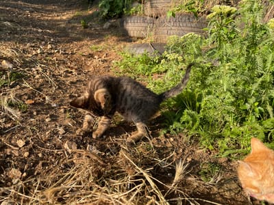 The image shows two kittens in an outdoor, unpaved area. A small, tabby kitten is in the foreground, bent over as if sniffing the ground, with its tail raised. To the right, partially visible in the lower right corner, is the head of an orange kitten. The ground is covered with dirt, small stones, and dried grass. Behind the kittens, there is lush green vegetation with feathery leaves. In the background, several stacked, old tires are visible. The scene appears to be in a rural or undeveloped area, possibly on the outskirts of Zlatograd, Bulgaria, given the natural elements and discarded items. The lighting suggests it is daytime, with sunlight casting shadows.