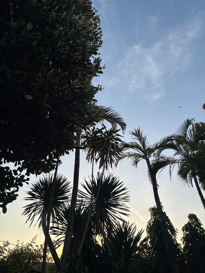 The image depicts a low-angle view of silhouetted palm trees and other foliage against a pale blue sky with wispy white clouds, taken in Denpasar, Indonesia. The time of day appears to be late afternoon or early evening, suggested by the soft, warm light illuminating the edges of some leaves and the sky's gradient.

In the foreground and left side, a large tree with dark, dense foliage dominates, casting shadows. Several palm trees with their characteristic fronds are visible, their trunks slender and textured. Two prominent palm trees in the mid-ground are characterized by spiky, starburst-like leaf patterns. Further to the right, more palm trees with feathery fronds extend upwards, some appearing taller and more slender than the others.

The sky is mostly clear, with thin, high-altitude clouds streaking across it. In the upper right portion of the sky, a distant kite is visible as a small dark silhouette. Near the horizon, the sky transitions to a lighter yellow-orange hue, indicating the setting sun.

The overall scene is one of lush tropical vegetation against a serene sky, capturing a peaceful moment in a tropical urban environment. The absence of people or specific architectural details suggests a focus on the natural elements within the city. The presence of the kite hints at recreational activity occurring in the vicinity.