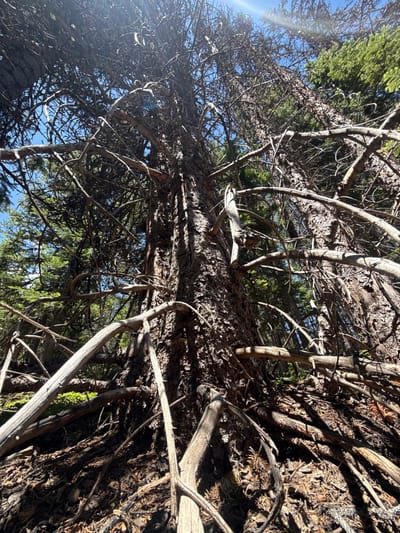 This image captures a low-angle, close-up view of the base of a large, old tree with a rough, textured bark. The tree is surrounded by a dense collection of dead, gnarled branches and twigs, some of which are light grey and appear dry and brittle, while others are darker and still attached to the tree. The forest floor is covered with pine needles and debris. In the background, the bright blue sky is visible through the canopy, with sunlight filtering through the branches, creating dappled shadows. Some green evergreen trees are visible in the upper right portion of the image. The scene is consistent with a forest environment, potentially within the Rocky Mountains. Without further context, it is not possible to pinpoint the exact location within Estes Park, United States, but the presence of coniferous trees and a rugged forest floor suggests an outdoor, natural setting. No people or animals are visible in the image.