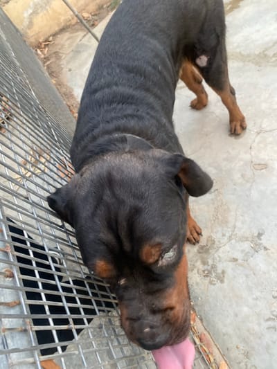 A Rottweiler dog is lying on its side on a concrete floor, with its head resting on a metal grate. The dog's body is mostly black with some tan markings on its head and legs. Its tongue is sticking out, and it appears to be panting. The concrete floor is cracked and dirty, and there are some fallen leaves scattered around. The metal grate is made of thick wires and is rusty in some places. The background shows more concrete and some brown dirt. The overall scene suggests an outdoor enclosure or kennel, likely in a warm climate given the dog's panting. The image is taken from a top-down perspective. There is no visible text.