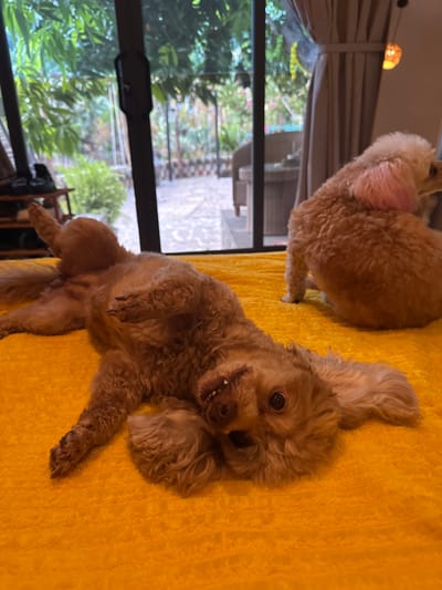 In Mũi Né, Vietnam, two poodle-mix dogs lie on a bright yellow, textured surface, likely a bed or rug. The dog in the foreground is lying on its back with its paws in the air, head tilted, and mouth open, displaying its teeth and tongue in a playful or relaxed manner. Its eyes are open and dark. The second dog, light brown with pink ears, is visible in the background, sitting on the same yellow surface and facing away from the camera, with its back and hindquarters showing. The environment appears to be indoors, with large sliding glass doors in the background revealing a lush, green outdoor space with trees and foliage. Curtains are drawn on the right side of the frame, and a decorative light fixture hangs from the ceiling. The lighting suggests an indoor setting during daytime.