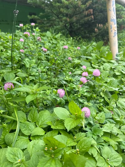 This is an outdoor medium shot of a dense patch of clover and other green foliage, with several pink clover flowers interspersed throughout. The foliage appears damp, possibly from rain. In the background, a pine tree is visible, along with a weathered utility pole that is painted beige and blue. A section of a green building is also visible in the upper left corner. The scene is likely in Vladivostok, Russia, given the presence of a pine tree which is common in the region. There are no people or animals in the image, and no actions or interactions are depicted. The environment is natural and somewhat unkempt.