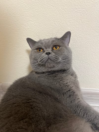 A British Shorthair cat with grey fur and orange eyes sits in front of a textured beige wall. The cat is positioned in the lower half of the frame, with its head and upper body visible. Its ears are perked, and it is looking slightly upwards and to the left. The background is a plain, textured wall, and a light-colored baseboard is visible along the bottom of the image. The floor appears to be wooden. There is no information about the location in Saint Petersburg, Russia.