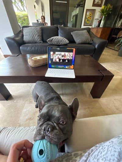 A gray French bulldog sits on a light-colored couch, chewing on a blue chew toy. The dog is in the foreground of the image, facing the camera. In the background, a laptop with a video conference call showing several people is open on a dark brown coffee table. The table is in front of a black leather couch with gray pillows. A woman is visible in a reflection in a mirror in the background. The scene takes place in a home in Río Oro, Costa Rica, at the coordinates 9.945 latitude and -84.201 longitude.