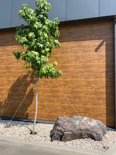 The image depicts an outdoor scene in Krasnodar, Russia. The primary subjects are a young tree with vibrant green, star-shaped leaves and a large, dark, jagged rock. The tree is supported by several thin, white guide wires attached to stakes in the ground and extending towards the rock and the building.

The setting appears to be a modern architectural space. A building with a wooden-textured facade, characterized by vertical panels, forms the backdrop. To the left of this wooden facade, there is a section of a gray, modern wall. The ground is covered with small, light-colored gravel, with a concrete border visible in the foreground.

The lighting suggests it is daytime, with strong sunlight casting sharp shadows from the tree onto the wooden wall. The shadow of an object, possibly part of the building's architecture, is also visible on the wall, indicating a bright, sunny day. There are no people visible in the image, and the overall mood is one of a landscaped outdoor area, possibly a courtyard or garden adjacent to a building. The scene is static, with no apparent activity taking place. The details visible are primarily natural elements (tree, rock, gravel) juxtaposed with modern building materials. No text is visible in the image.