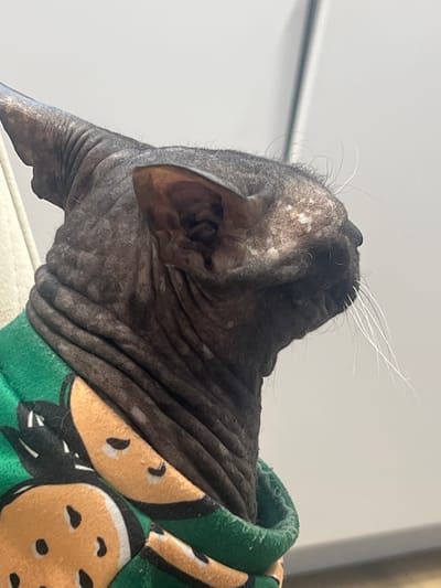 The image is a close-up, side-profile shot of a hairless cat wearing a green garment with a fruit pattern. The cat's skin is wrinkled and dark gray, with some lighter patches and sparse, thin hairs. Its large, pointed ears are visible, and long, white whiskers extend from its snout. The cat is looking to the right, with its head slightly tilted. The background is a plain, light gray, suggesting an indoor setting. There is no information in the image to indicate its location in Votkinsk, Russia.