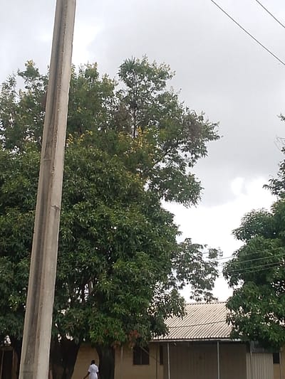 The image depicts an outdoor scene with lush green trees dominating the foreground and midground. A concrete utility pole stands prominently to the left of the frame, its surface showing signs of weathering. In the background, a building with a corrugated metal roof is visible, suggesting a residential or perhaps a small commercial structure.
A lone individual, dressed in a white uniform, is walking towards the left side of the image, partially obscured by the trees. The person appears to be either a woman or a young girl.
The sky is overcast and a dull grey, indicating cloudy weather. The time of day is unclear, but the diffused light suggests it is either early morning or late afternoon. The presence of the trees and the style of the building might hint at a tropical or sub-tropical climate. The overall mood of the image is somewhat subdued due to the cloudy sky. No visible text is present in the image. The location context is Jos, Nigeria.
