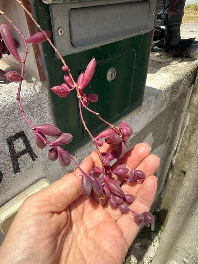 In Costa da Caparica, Portugal, a person's hand holds a trailing succulent plant with teardrop-shaped, deep pink to purple leaves. The plant's thin, wiry stem is visible as it winds through the fingers. Behind the hand and plant is a dark green metal mailbox with a silver lock and a textured, light-colored concrete ledge. To the left of the mailbox, a grey concrete wall has a faded black painted "A" on it. The scene suggests an outdoor setting, possibly near a residential or public area given the mailbox.