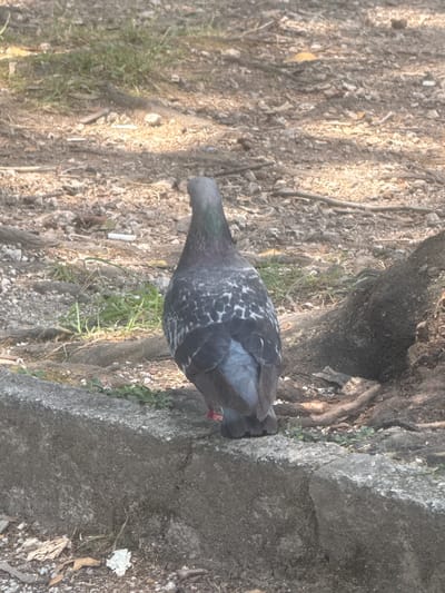The media file is a photograph of a pigeon on the ground near a tree trunk and a large rock. The pigeon is gray with white markings on its back and wings. It appears to be foraging or resting. The ground is covered in dirt, leaves, and small stones, with some patches of grass. The lighting suggests it is daytime, and the environment appears to be outdoors. The scene has a natural, somewhat unkempt feel, possibly a park or a natural area. There is no visible text in the image.