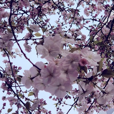 The image presents a low-angle view looking upward through a dense canopy of light pink and white cherry blossoms. Dark, slender tree branches are visible, creating an intricate network against a clear, light blue sky. Numerous individual flowers are in various stages of bloom, some fully open, others still as buds, with a few small green leaves interspersed. A section of a light-colored building, likely white or light grey, is partially visible in the upper right background, suggesting an urban setting. The scene is located in Strasbourg, France. No people or specific actions are depicted.