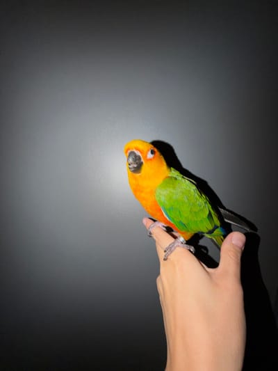 A sun conure parrot with bright orange and yellow feathers on its head and chest, and green feathers on its wings, perches on a person's left hand. The parrot's feet are gripping the fingers of the hand, and a silver ring is visible on one of its toes. The background is a dark, gradient wall, suggesting an indoor setting. The image appears to be taken in Khimki, Russia.