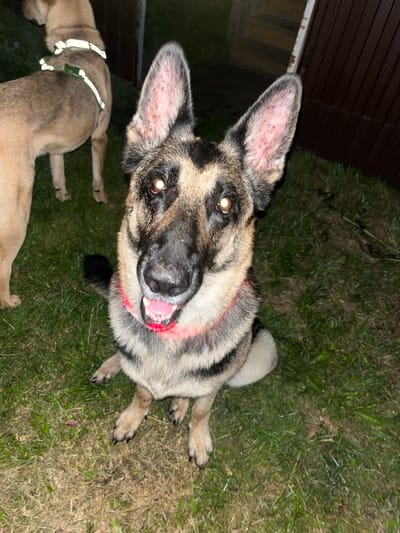 A German Shepherd dog is sitting on a grassy area outdoors at night. Another dog, a lighter-colored breed, is partially visible in the background. The German Shepherd is looking directly at the camera with its mouth slightly open. The dog has a red collar and its ears are large and alert. The ground is covered in grass and there is a wooden fence in the background. The scene is dimly lit, suggesting it is evening or nighttime. The location is the city of Nizhny Tagil, Russia.