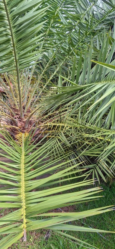 The image displays a close-up, overhead view of palm fronds. The fronds are a vibrant green, with some showing a yellowish hue, particularly towards the center where they emerge from the trunk of the palm tree. The texture of the fronds is linear and segmented, with sharp, pointed tips. Some of the fronds are tightly clustered, creating a dense, leafy canopy, while others fan out, revealing a view of the ground beneath. The ground appears to be covered in grass and dirt, with some dry, brown palm fronds or debris scattered on the surface. The lighting suggests it is daytime, likely under natural sunlight. The image's composition focuses on the intricate patterns and textures of the palm leaves, with the trunk visible in the center, adorned with sharp, brown spines. No people, text, or specific events are depicted. The setting appears to be outdoors, in a tropical or subtropical environment, consistent with the location context of Vallecito, Venezuela.