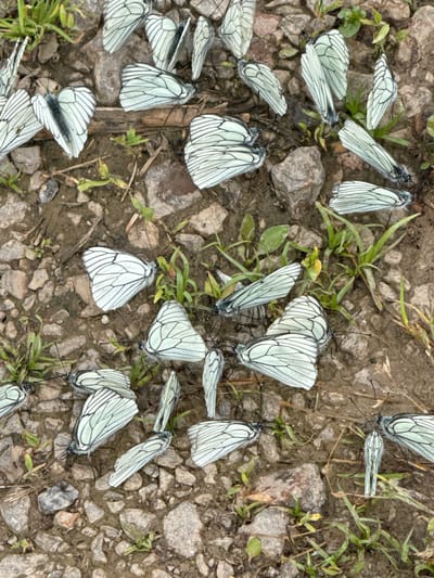 The image depicts a close-up, overhead view of a congregation of black-veined white butterflies resting on damp, rocky ground with sparse vegetation. The butterflies, characterized by their white wings with black venation and dark bodies, are scattered across the scene, with many clustered together. Some are fully open, displaying their wing patterns, while others have their wings partially or fully closed. The ground is a mixture of dirt, small to medium-sized grey and brown stones, and patches of green grass and weeds. The overall impression is of a natural environment, likely a woodland path or clearing, consistent with the rural setting of Dragovishtitsa, Bulgaria. There are no humans or any signs of human activity visible in the image.