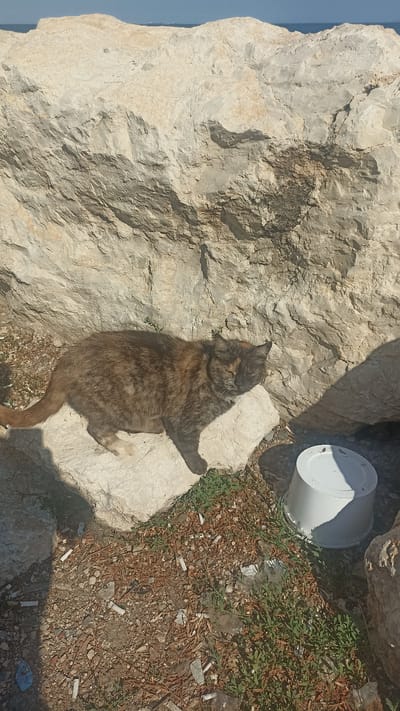 In Yenişehir, Turkey, a tortoiseshell cat rests on a light-colored rock against a large, textured rock formation. The cat is positioned mid-frame, facing right, with its eyes partially closed. The ground surrounding the rocks is a mix of dirt, pebbles, dry leaves, and scattered cigarette butts. To the right of the cat, a white plastic bucket sits on the ground. In the background, a sliver of blue water and sky is visible, suggesting a coastal or lakeside location.