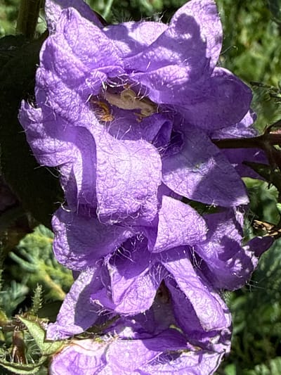 The image shows a close-up of a cluster of purple flowers with delicate, crinkled petals. Some of the petals are tinged with a lighter shade of purple and appear almost translucent in places due to sunlight filtering through them. Fine, wispy hairs are visible along the edges and surfaces of the petals, and some of these hairs have caught small specks of dust or pollen. The flowers are set against a blurred background of green foliage, suggesting an outdoor environment. There are no people or specific structures visible in the image. The context of "Залесье Снт, Russia" indicates the geographic location of the scene.